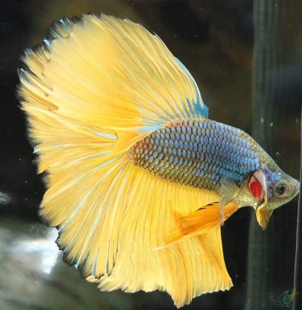 Размер петушка. Петушок рыбка аквариумная бордовый. Петушок рыба доклад. Размер петушка. Петушки бойцовые рыбки бетта.