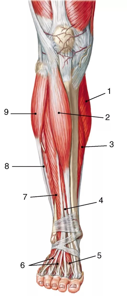 Сухожилие бедро задняя. Сухожилия икроножной мышцы анатомия. Мышцы голени спереди анатомия. Анатомия голени мышцы связки сухожилия. Сухожилие большеберцовой мышцы.