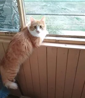 Кот степа