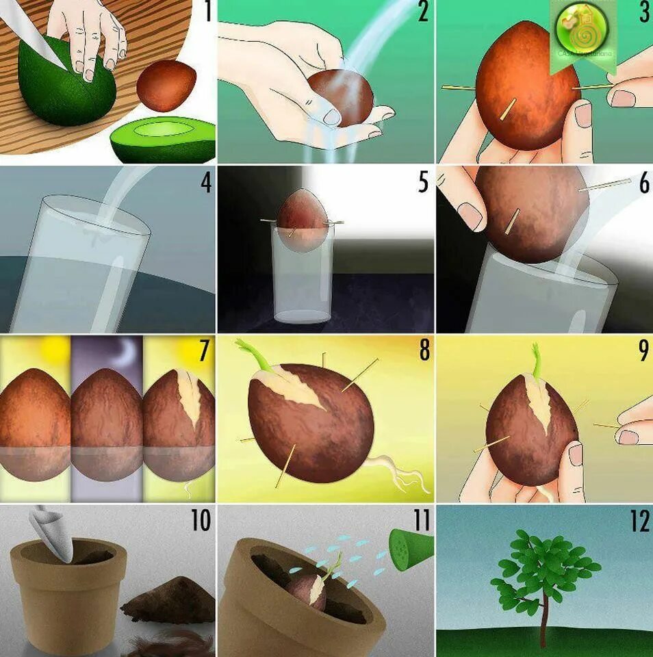 Прорастет семечко и вырастет. Проращивание косточки авокадо. Пропостьть косточеу авакадо. Семечко авокадо прорастить. Как посадить косточку авокадо дома.