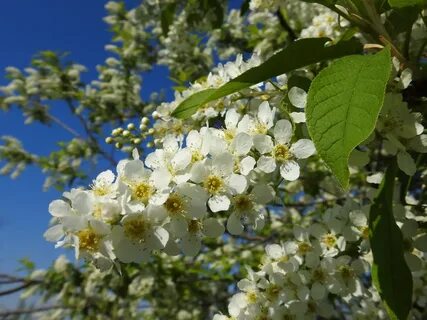 Цветы черемухи