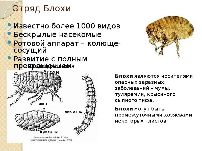 Блоха задание егэ
