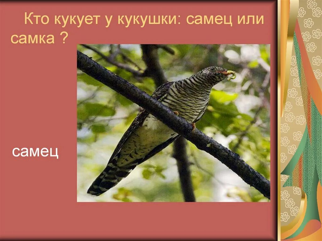 Как правильно называется самец кукушки. Кукует самка или самец кукушки. кукушка. кукушка птица. у кукушки кукует самец.