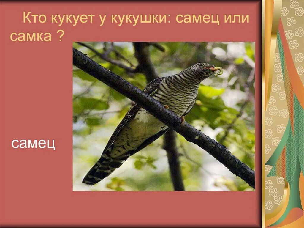 Самец кукушки как называется одним словом ответ. Кукует самка или самец кукушки. Кукушка. Кукушка птица. У кукушки кукует самец.