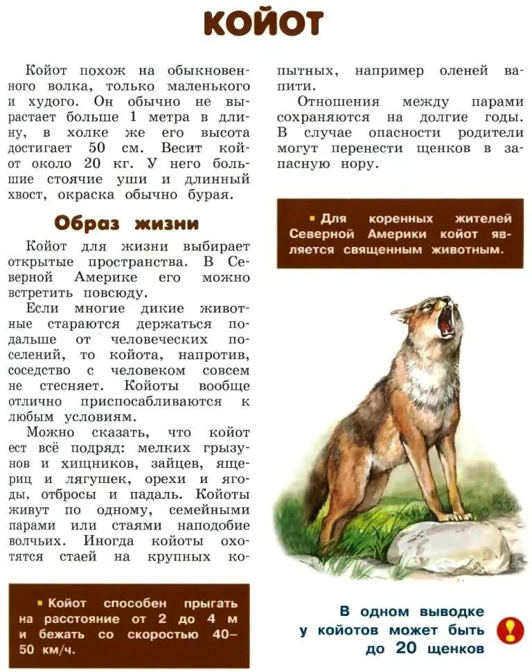 Описание волка обыкновенного. Лич м. Волки. Описание волка обыкновенного. Волк информация о животном.