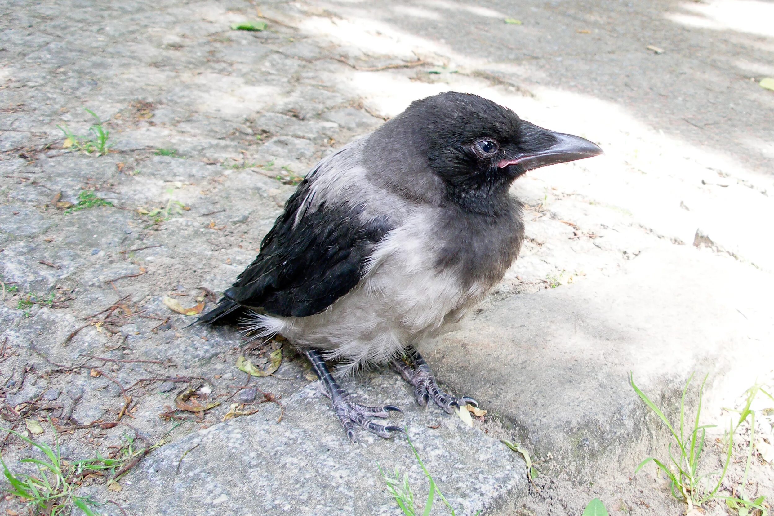 Серый ворон сон. Птицы похожие на ворон только меньше. Серая ворона лапы. Серый ворон сон. Светло серая ворона.