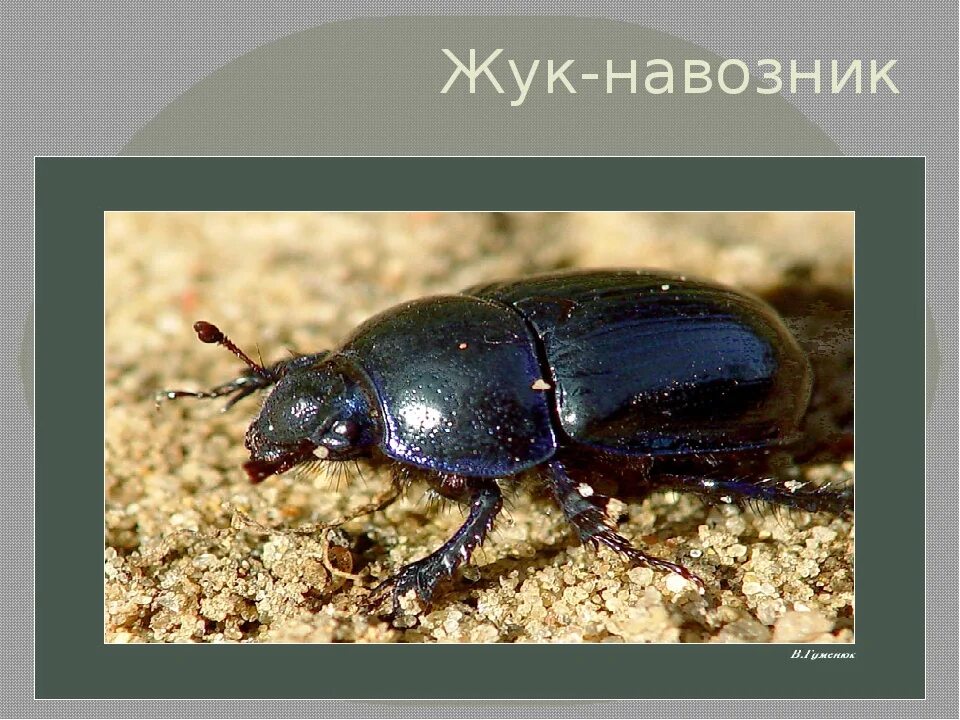 Жуки навозники и жуки могильщики