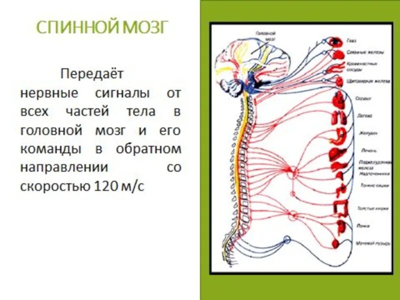 Вегетативная нервная система схема спинного мозга. Нервные импултсы ТЗ спинного мозга в головной. Нервная система человека головной и спинной мозг. Интересные факты о спинном мозге.