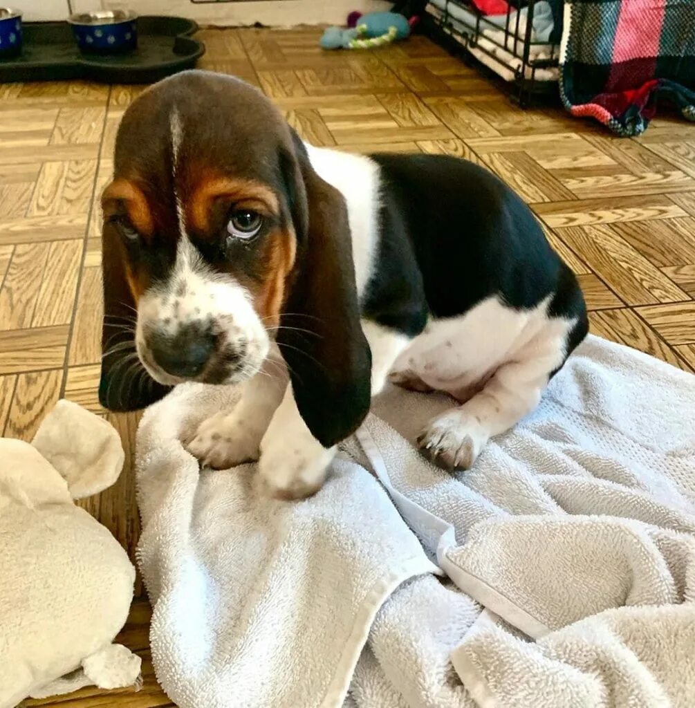 бассет хаунд. бассет щенок. шотландский бассет. бассет щенок. бассет хаунд.