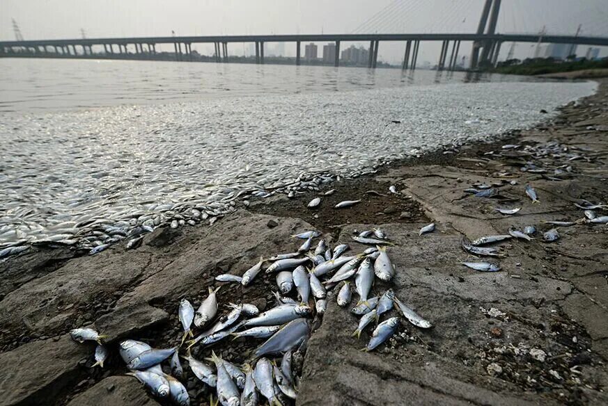 В воде гибнут. Рыбы в загрязненной воде. Мёртвые рыбы в грязной воде.