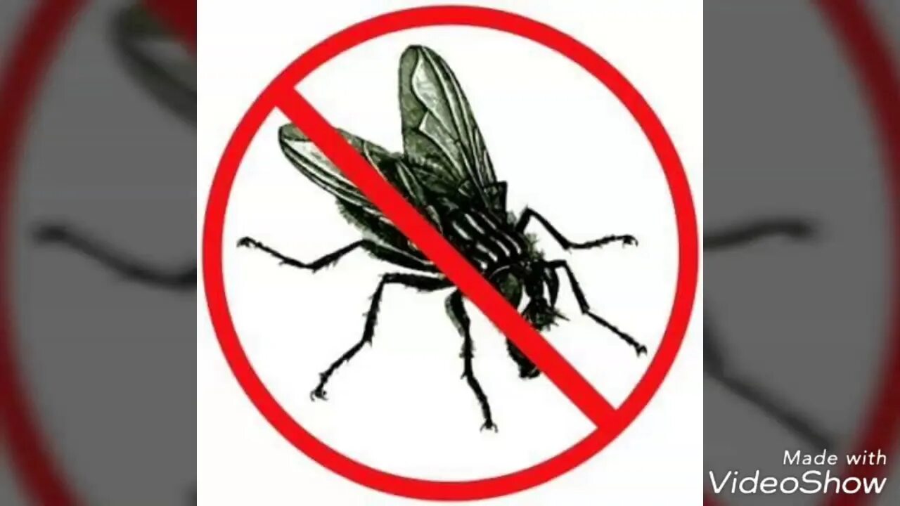 Осторожно мухи. Муха знак. Борьба с мухами. Запрещающий знак комар. Стоп Муха.