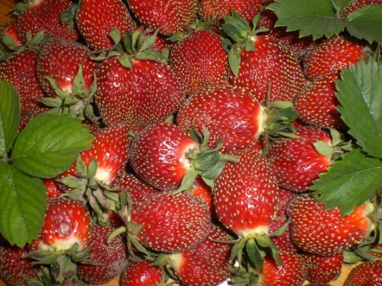 Сорт клубники кокинская заря. Сорт клубники кокинская заря. Клубника кокинская заря. Земляника садовая кокинская ранняя. Сорт кокинская заря.