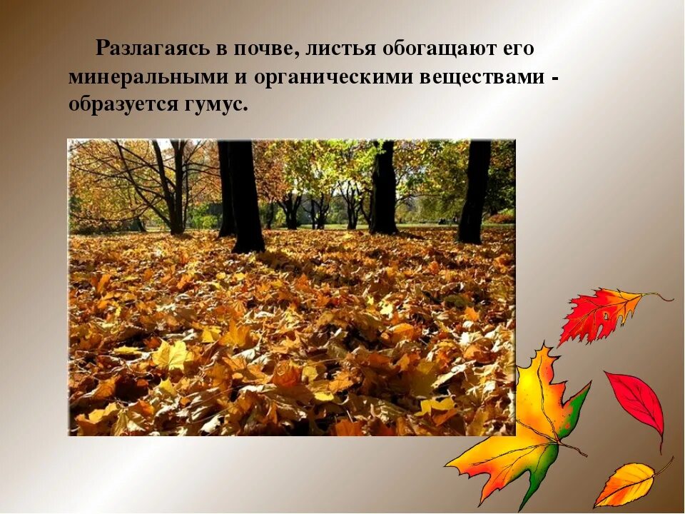 Какую роль листопад играет в жизни леса. Осенью бывает листопад. листовой опад. опад листьев. опавшие листья.