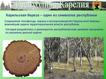 Береза карельская тип питания