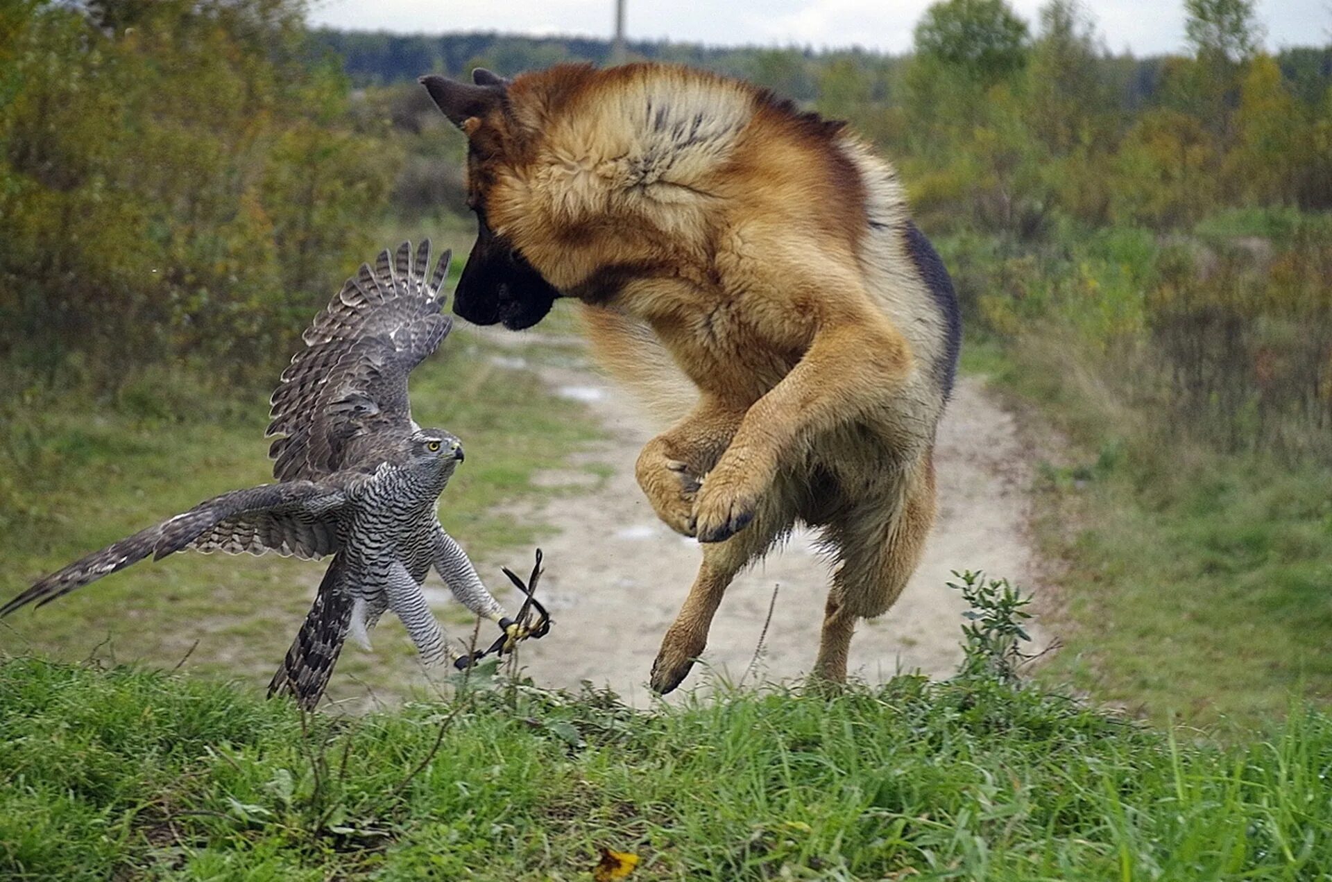 Pin by Carlos Hernandez on Animals Save wildlife, Forest department, Video go