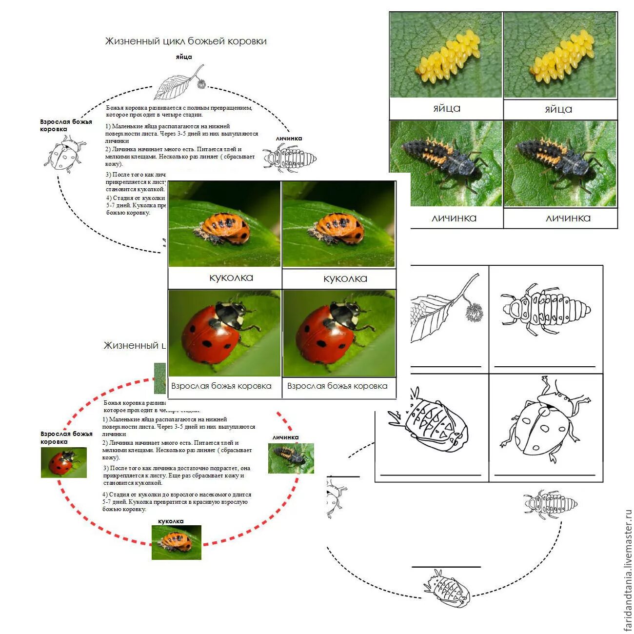 Книга жизненные циклы. Жизненный цикл Божьей коровки. Жизненный цикл развития Божьей коровки. Этапы жизненного цикла Божьей коровки. Цикл развития Божьей Монтессори.