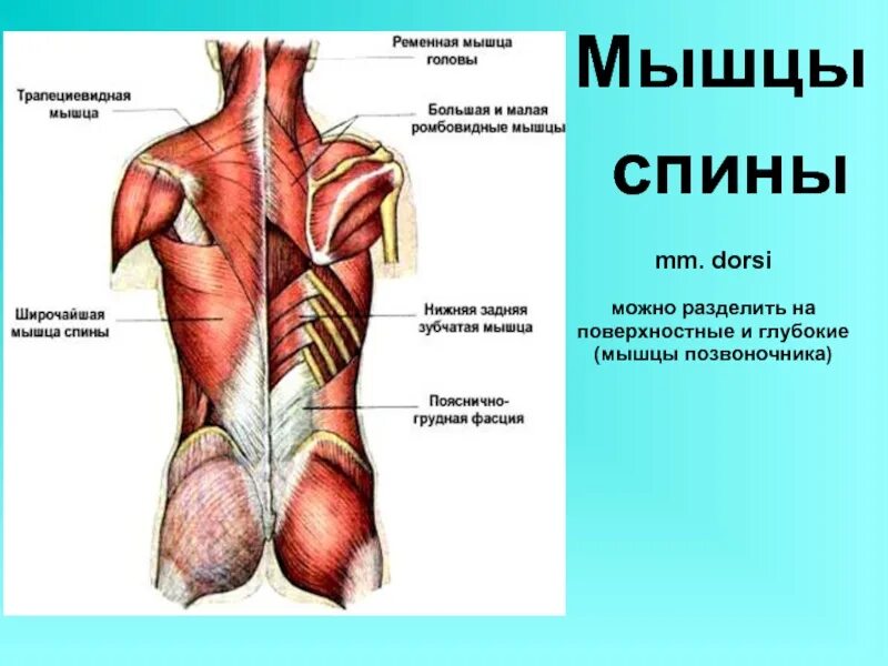 Широчайшая мышца спины анатомия прикрепление. Мышцы спины анатомия. Мышцы спины группы функции. Широчайшая мышца спины вид сбоку. Мышцы спины характеристика.