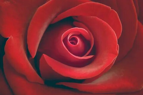 Pink rose red