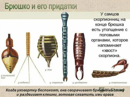 Виды брюшка насекомых