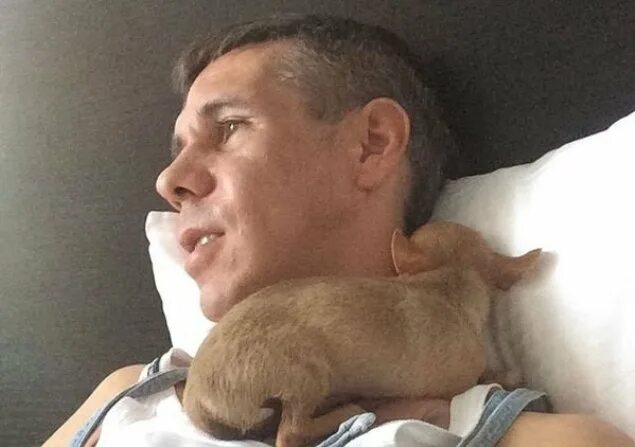 Панини собака