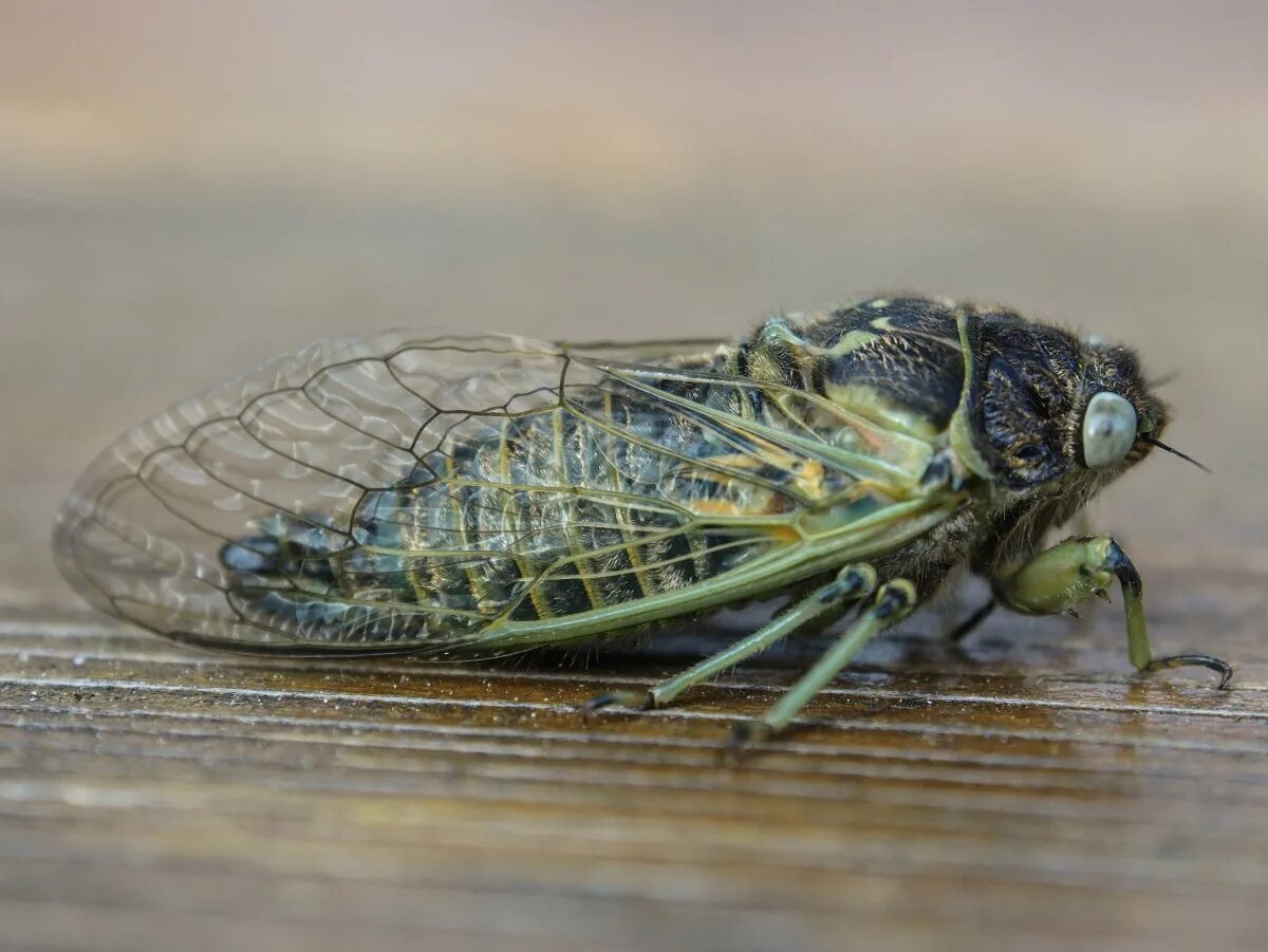 Цикада криптотимпана. Нимфа цикады. Цикады цикады. Нимфа цикады. Муха цикада в крыму.