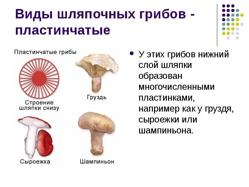 Шляпочные пластинчатые грибы съедобные. Виды грибов Шляпочные грибы. Шляпочные грибы пластинчатые грибы. Строение шляпки шляпочных грибов. В шляпке гриба образуются