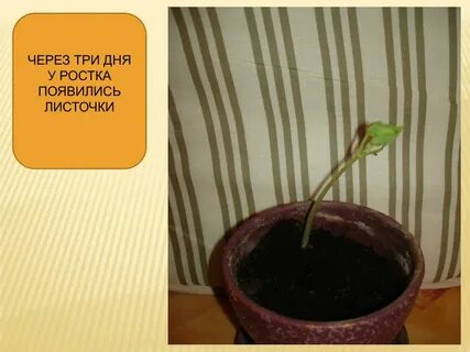 На какой день появляются листья