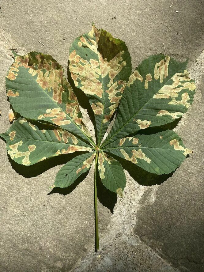 Коричневая пятнистость каштана. Каштан поражённый минирующая моль. Бурая пятнистость грецкого ореха. Бурая пятнистость каштана. Каштановая минирующая моль.