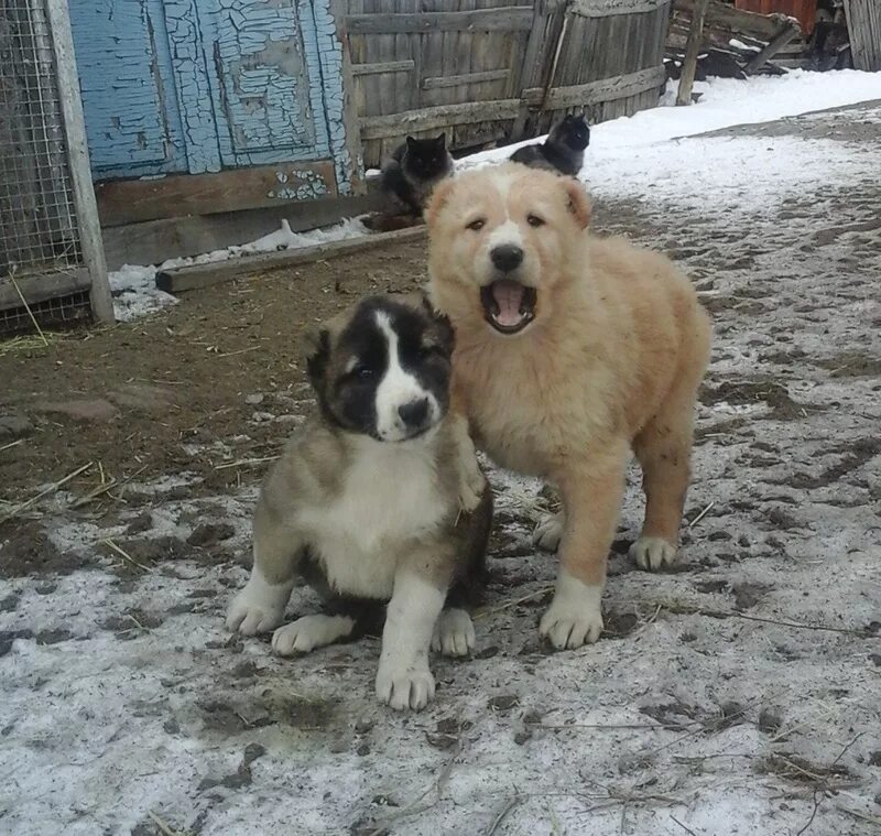 Приют бим. Собаки камчатка. Петропавловске собак. Собака робоктор ско куомпо иобтувьь. Собачий приют в петропавловске-камчатском.