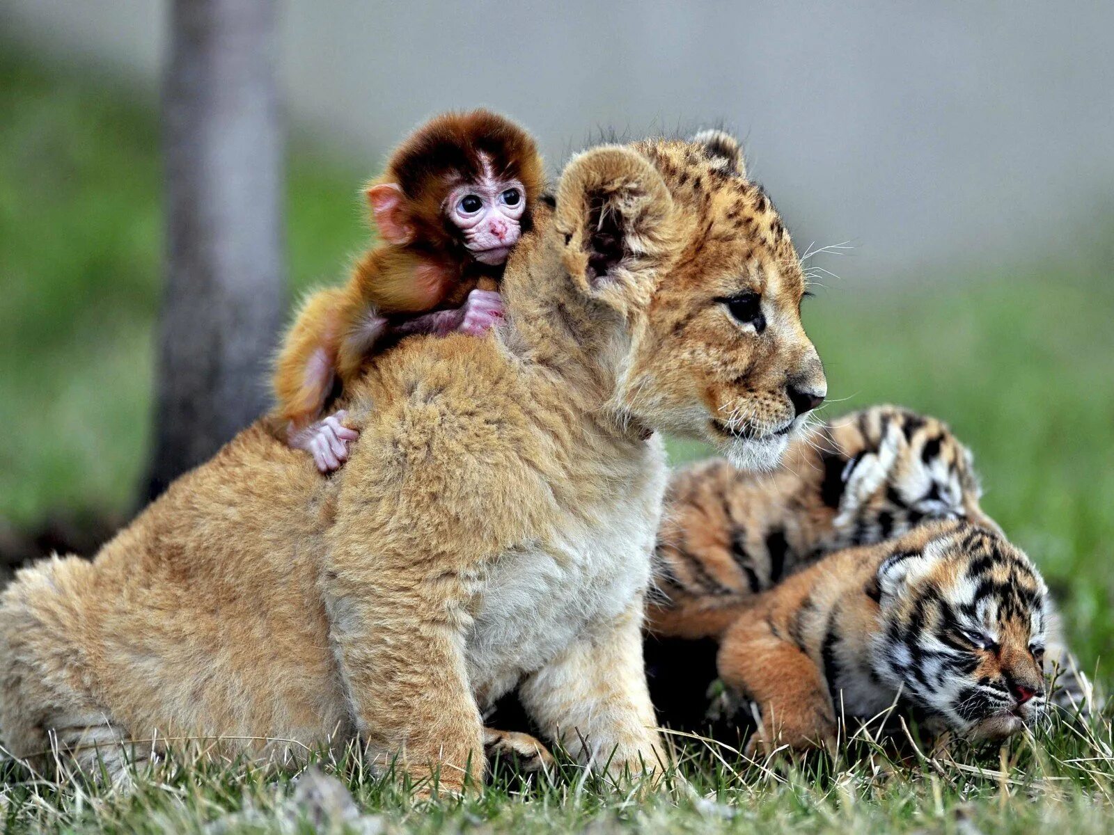 Любой животные группы. Разные животные. Детеныши животных. Красивые животные. Мир животных.
