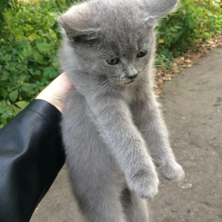 Котик в Воронеже. Купить кошку в Воронеже. Котята Воронеж недорого. Котята в воронеже в добрые