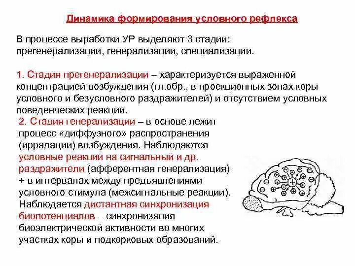 Стадии рефлекса. Стадии образования условного рефлекса. Стадии выработки условных рефлексов. Стадии формирования условного рефлекса. Этапы формирования ксловного рефоекс.