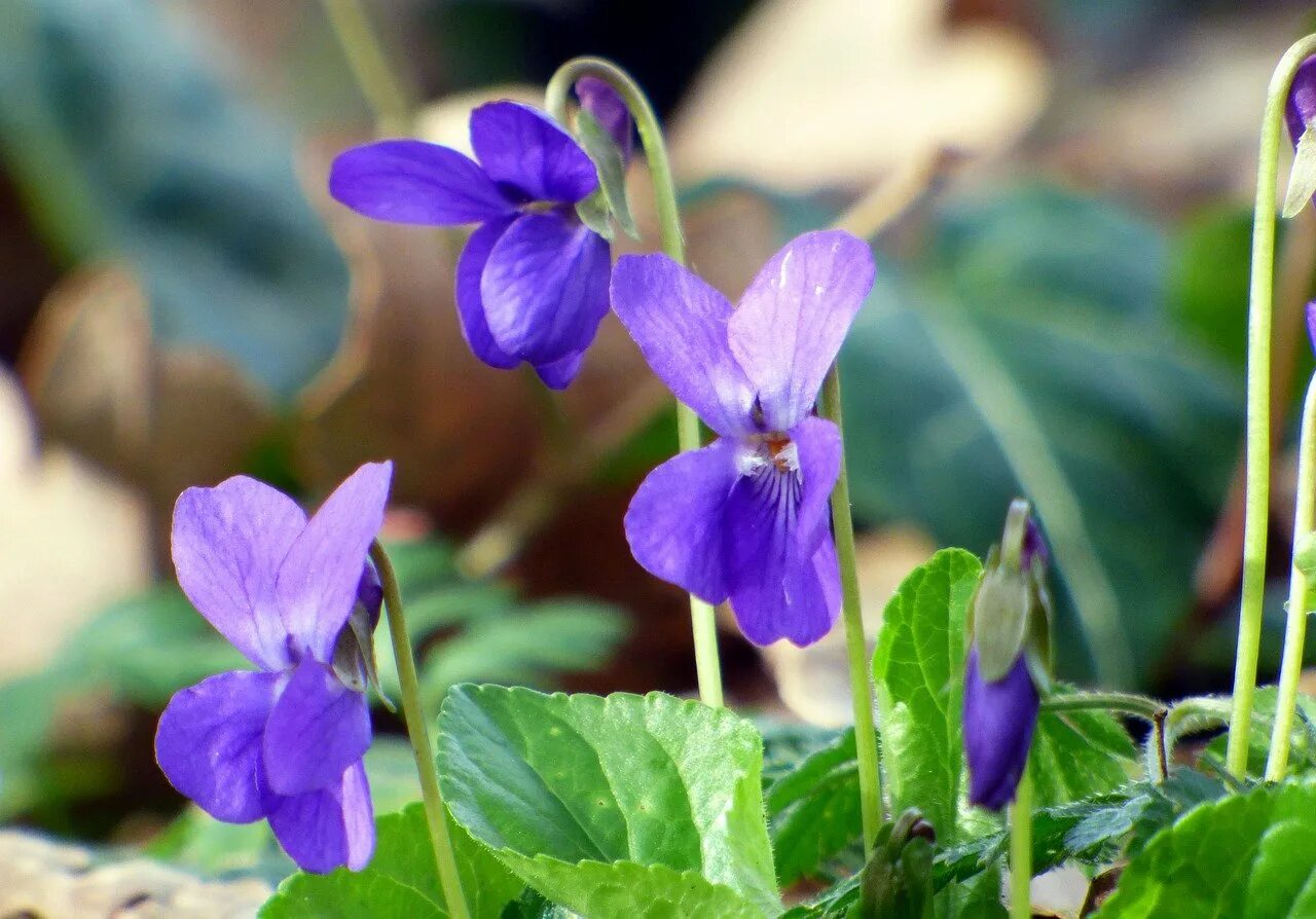 Пармские фиалки описание. Фиалка топяная Viola uliginosa. Фиалка Лесная Виола. 23. Фиалка Лесная Viola reichenbachiana. Пармская фиалка цветок.