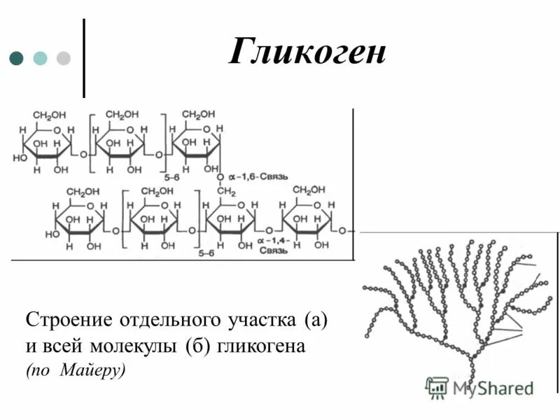 Гликоген какой углевод. Химическое строение гликогена. гликоген строение молекулы. гликоген формула химическая. строение гликогена формула.