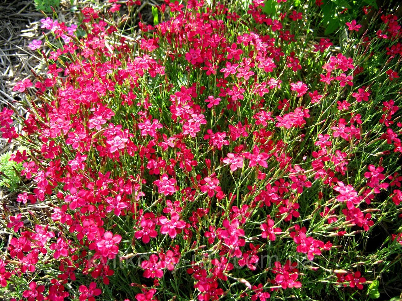 Гвоздика травянка. Гвоздика травянка многолетняя. Гвоздика травянка (dianthus deltoides). Травянка фото. Гвоздика травяная – diánthus deltoídes.