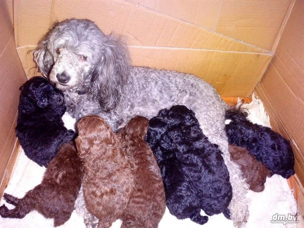 Беременный карликовый пудель. Беременность карликового пуделя. Новорожденные щенки той пуделя. Беременный карликовый пудель. Беременный карликовый пудель.