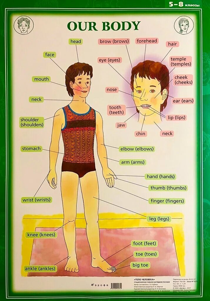 переводчик с английского body. части тела человека на английском. части тела человека на английском. переводчик с английского body. таблица частей тела на английском языке.