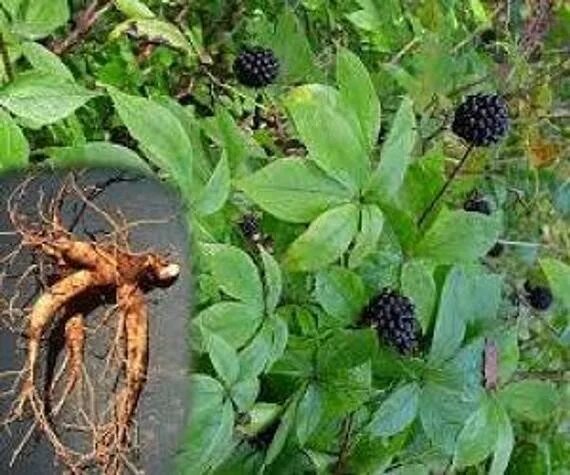 Элеутерококк колючий корень. Элеутерококк колючий корневища. женьшень сибирский (элеутерококк), корень. элеутерококк растение.