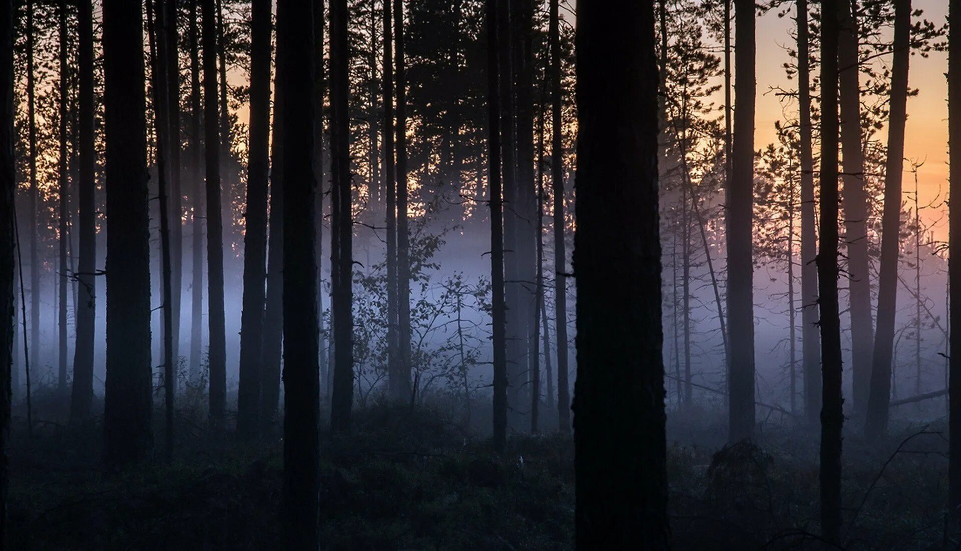 Вечерний лес. Ночной лес. «Ночь в лесу». Лес вечером. Красивые леса ночью