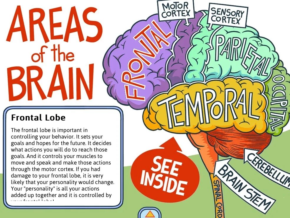 Brains talks