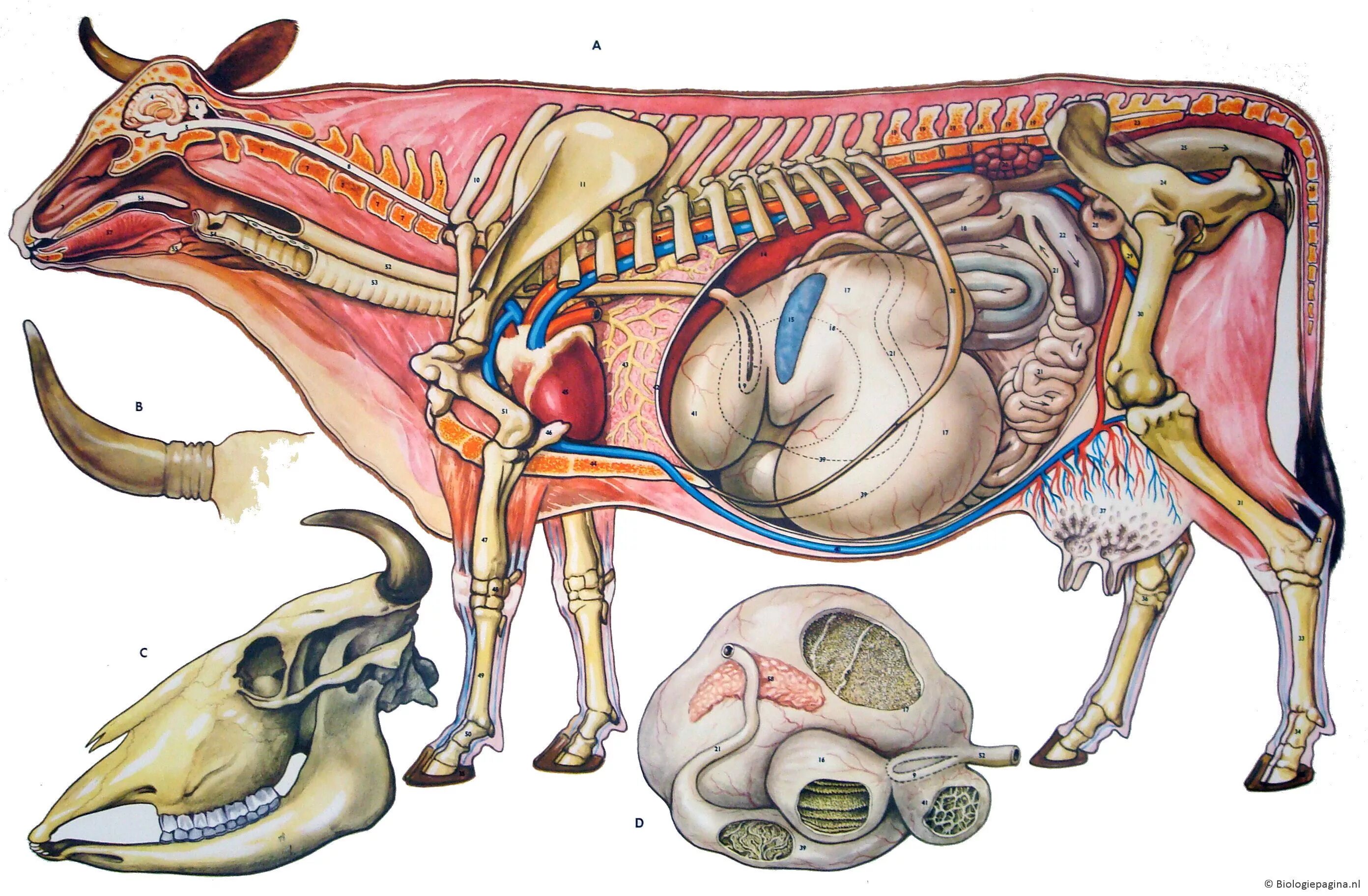 Пищеварительная система коровы анатомия. Анатомия пищеварительной системы КРС. Топография пищеварительной системы коровы. Анатомия коровы внутренние органы. Множественный организм