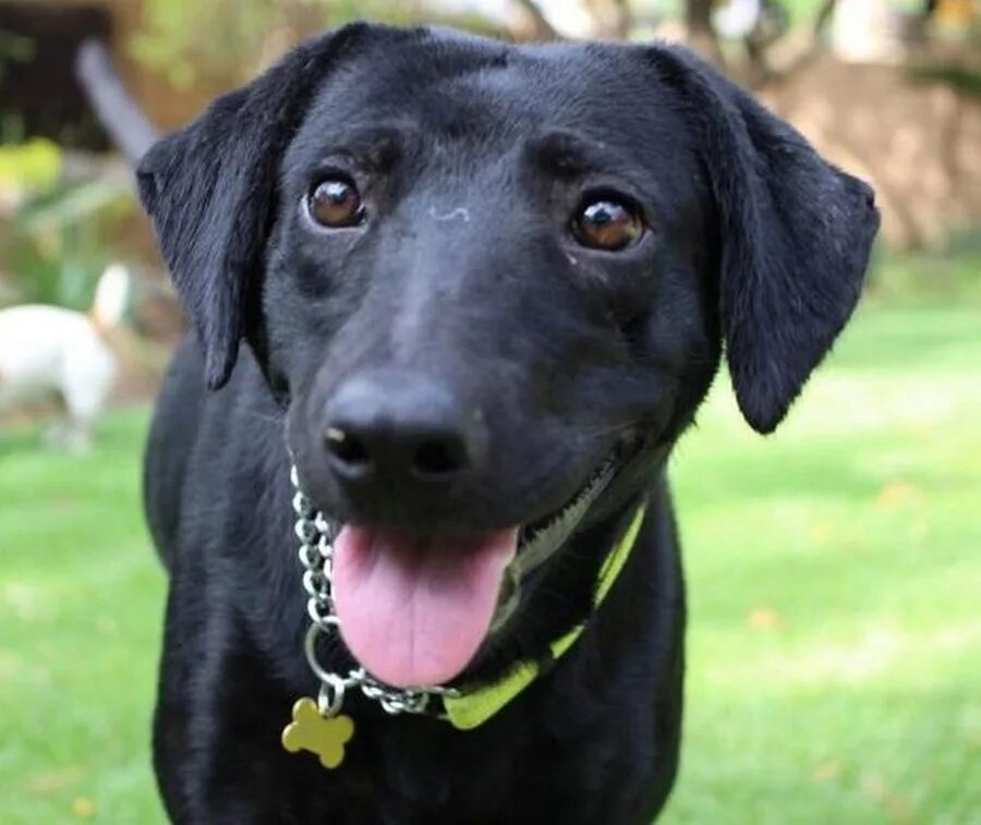 фото 8 собака. восемь собак. много собак. щенки для 8 лет. джек-рассел-терьер именинник.