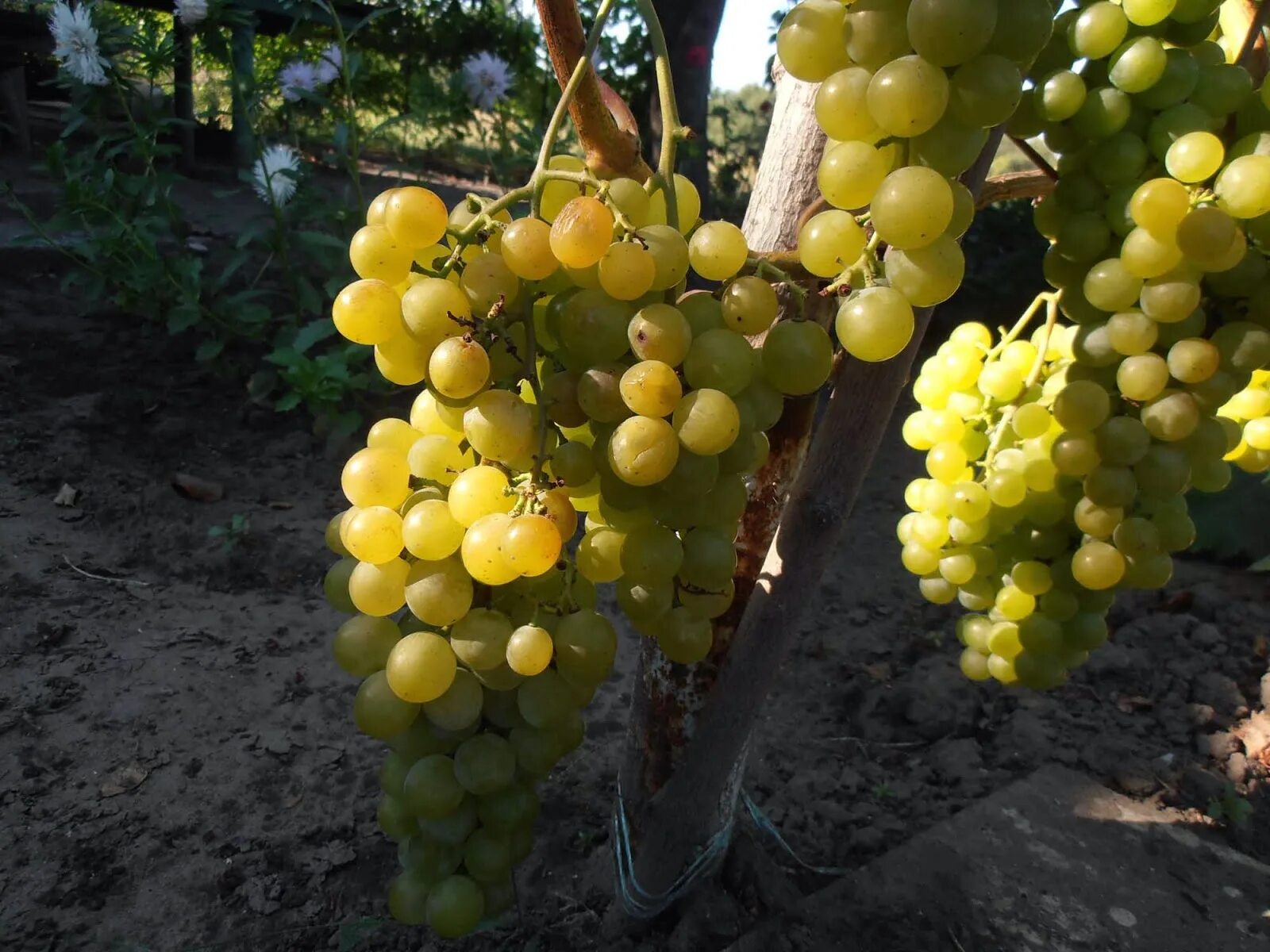 Виноград дружба описание сорта отзывы. Сорта винограда. Сорт винограда дружба. Виноград дружба (клон). Виноград хелена.