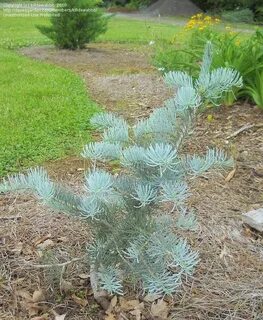 Abies concolor fagerhult