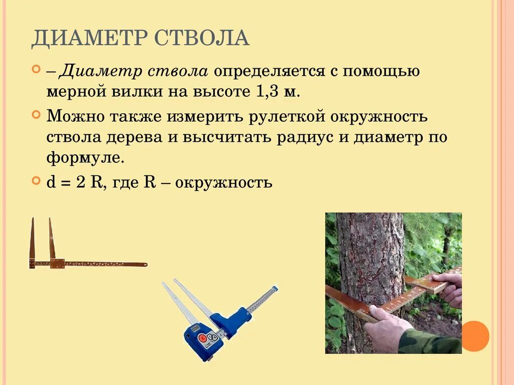 Ствола на высоте 1 3. Как определить диаметр ствола. Как посчитать диаметр ствола дерева. Как измерить диаметр ствола дерева. Измерение диаметра дерева рулеткой.