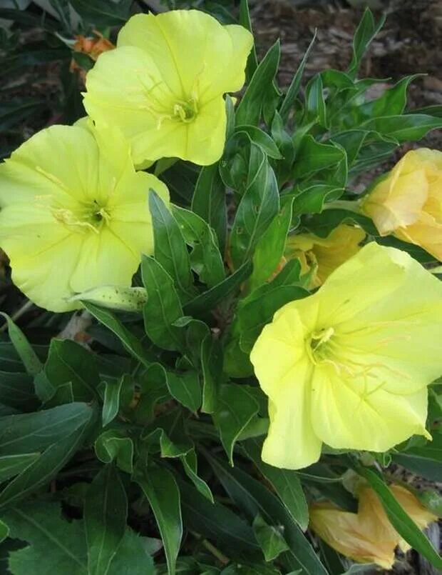 Флокс белые ночи. Ночная красавица цветок энотера. Цветы которые распускаются по ночам 1. Энотера лимонная. Цветок который распускается ночью.