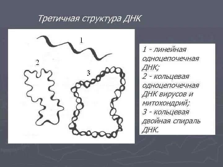 Кольцевая днк характерна для. Одноцепочечная ДНК вирусов структура. Третичная структура ДНК. Кольцевая структура ДНК. Линейная структура ДНК.