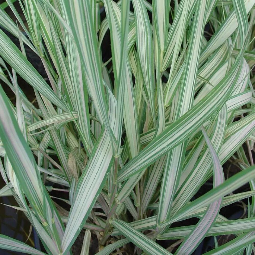"канареечник тростниковидный phalaris arundinacea". Двукисточник тростниковый. Двукисточник тростниковидный. Фалярис растение. Фалярис семена.