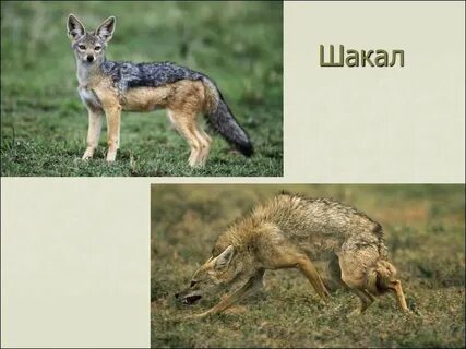 Шакал отзывы