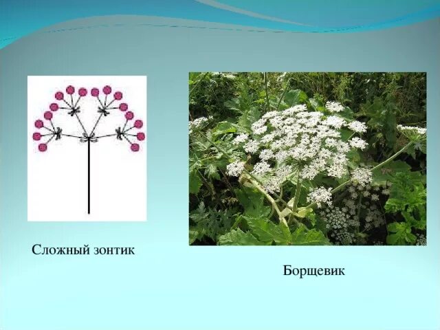 Картинки СОЦВЕТИЕ ЗОНТИК У КАКИХ РАСТЕНИЙ